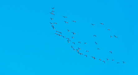 Birds flying in nature in a foggy sky in the light of sunrise in winter, Almere, Flevoland, The...