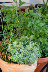 Lush green herbs thrive in a terracotta pot, showcasing a variety of textures and shades. This vibrant arrangement enhances the cheerful atmosphere of the outdoor area. 