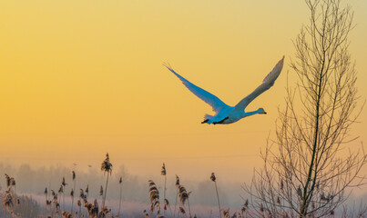 Swan flying in a foggy sky in the light of sunrise in winter, Almere, Flevoland, The Netherlands,...