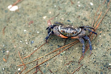 A freshwater crab crossing a sandy path near a mountain river