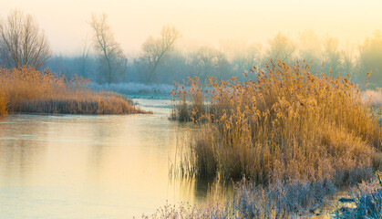 The edge of a frozen lake in the light of sunrise in winter, oostvaardersveld, almere, flevoland, netherlands, February 1, 2025