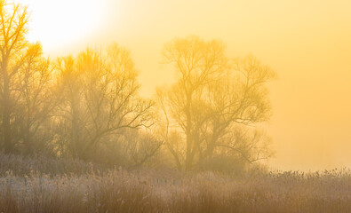 Obraz premium Trees in a yellow foggy sky in the light of sunrise in winter, Almere, Flevoland, The Netherlands, February 1, 2025