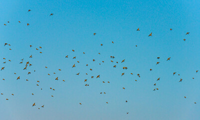 Birds flying in nature in a foggy sky in the light of sunrise in winter, Almere, Flevoland, The Netherlands, February 1, 2025