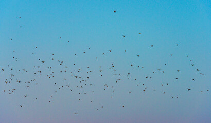 Birds flying in nature in a foggy sky in the light of sunrise in winter, Almere, Flevoland, The Netherlands, February 1, 2025