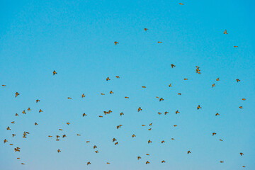 Birds flying in nature in a foggy sky in the light of sunrise in winter, Almere, Flevoland, The...