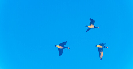 Birds flying in nature in a foggy sky in the light of sunrise in winter, Almere, Flevoland, The...