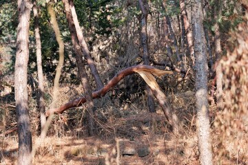 네이처, 도마뱀, animal, 나무, 야생 동물, 파충류, 갈색, 독사, 나이든, 결, 요약, 나무, 나무, green, 벌레, 돌, 목초