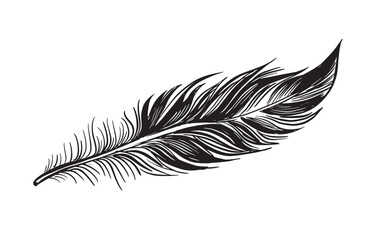 Elegant Black Feather Illustration