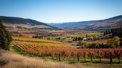 Fototapeta premium A picturesque vineyard landscape with rolling hills and autumn foliage.