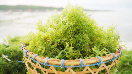 Basket of freshly harvested seaweed, Eucheuma cottonii, in traditional ocean farm