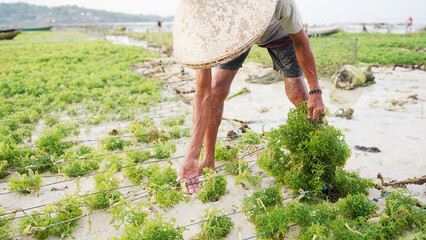 seaweed farming, farmer harvesting Eucheuma cottonii in farm, Nusa Lembongan Bali Indonesia © Spice Footage