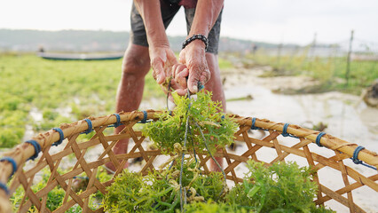 seaweed harvest, close-up of man farmer harvesting Eucheuma Cottonii in traditional basket on plantation or farm © Spice Footage