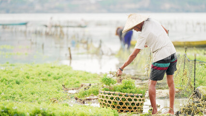 Southeast Asian senior man farmer harvesting red seaweed or eucheuma cottonii in traditional basket on farm or plantation in nusa lembongan, bali, indonesia © Spice Footage
