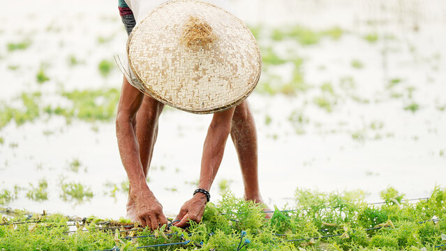 Seaweed farmer tying ropes with seedlings on plantation or farm, eucheuma cottonii or guso