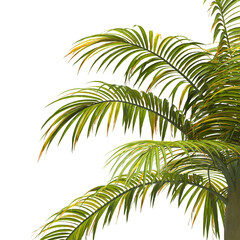 palm Tree Leaves isolated on transparent background. big old palm tree with green leaves on transparent background. Isolated palm tree on white background. cutout palm tree leaves PNG. Dictyosperma.