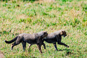 cheetah in serengeti national park
