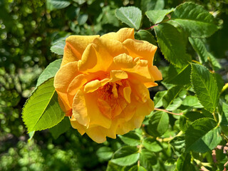 Rose flower bright yellow orange petals