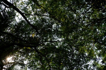 Obraz premium trees in the woods