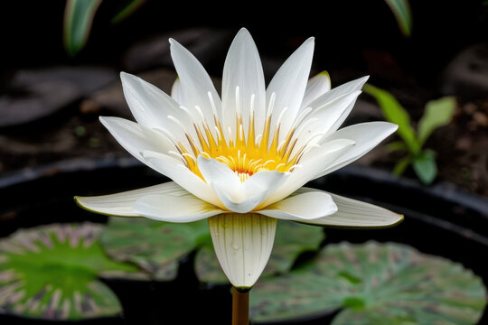A stunning close-up of a fully bloomed white water lily with a vibrant yellow center, set against a dark, blurred background. The intricate details of the petals 