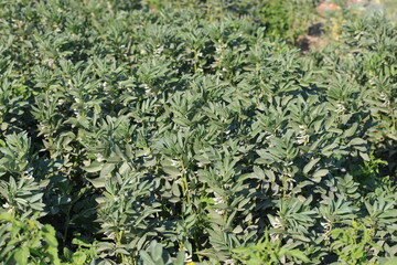 close up of fava bean branch with flowers