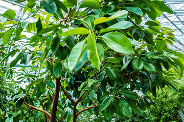 In a vibrant indoor garden, a majestic tree spreads its lush green leaves under a glass ceiling, creating a peaceful oasis.