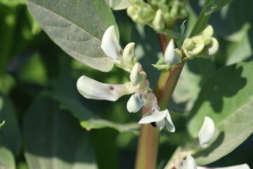close up of fava bean branch with flowers