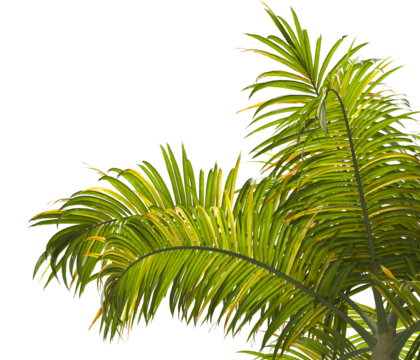 palm Tree Leaves isolated on transparent background. big old palm tree with green leaves on transparent background. Isolated palm tree on white background. cutout palm tree leaves PNG. Dictyosperma.