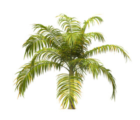 Single palm Tree isolated on white background. big old palm tree with green leaves on white background. Isolated palm tree on white background. side view of cutout palm tree leaves. Dictyosperma album