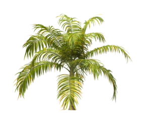 Single palm Tree isolated on white background. big old palm tree with green leaves on white background. Isolated palm tree on white background. side view of cutout palm tree leaves. Dictyosperma album