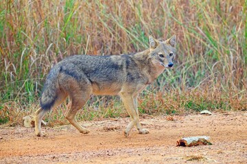 Obraz premium Indian Golden Jackal