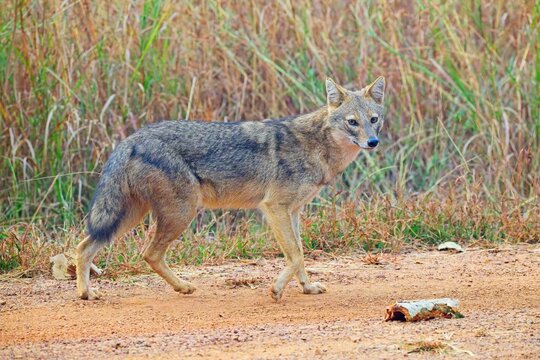 Indian Golden Jackal