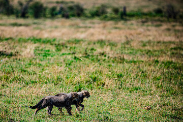 magical sunset sundowner wild wildlife animals, savannah grassland, wilderness, Maasai Mara National Reserve, Narok County, Kenya East Africa Great Rift Valley