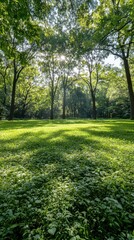 Fototapeta premium Sunlight filtering through trees in a serene lush green forest landscape tranquil nature scene