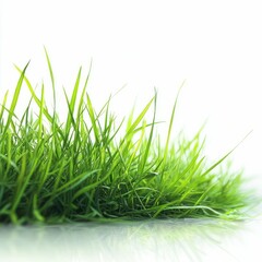 Obraz premium Green Grass with Stone Path Isolated on White Background