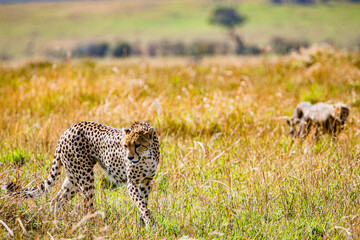 cheetah in the savannah