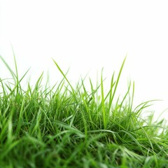 Fototapeta premium Green Grass with Stone Path Isolated on White Background