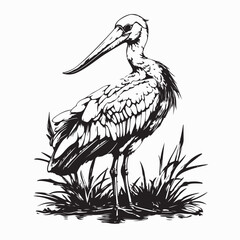 Shoebill Stork Standing. Black and white Shoebill Stork Standing image vector on white background.