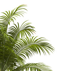 palm Tree Leaves isolated on transparent background. big old palm tree with green leaves on transparent background. Isolated palm tree on white background. cutout palm tree leaves PNG. Dictyosperma.