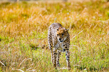 cheetah in the grass