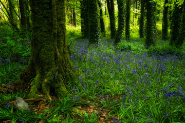 Delicate bluebells scatter across the vibrant forest floor, surrounded by towering trees with verdant foliage. The atmosphere radiates tranquility and beauty, capturing spring's essence.