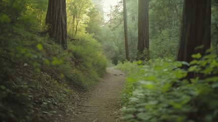 Obraz premium Sunlit Forest Path Winding Through Lush Green Trees