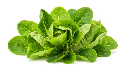 Fresh Green Butterhead Lettuce Leaves Healthy Organic Vegetable Salad Ingredient