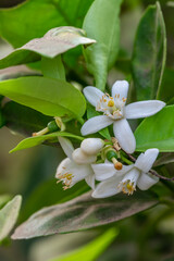 Blossoming orange tree, Valencia orange and orange blossoms, Spring harvest, closeup of Orange tree branches with flowers, buds and leaves