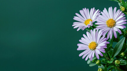 A close-up of delicate purple daisies with yellow centers against a smooth green background, creating a serene and natural atmosphere.