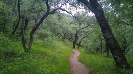 Obraz premium Winding Path Through Lush Green Forest with Dappled Sunlight