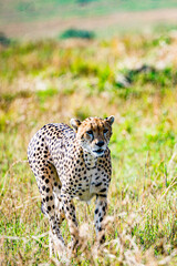 cheetah in the grass