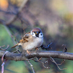 sparrow on a branch of a plant in a park
