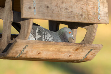 pigeon on a wooden feeder