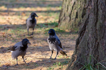 crows on fallen needles near a tree in autumn