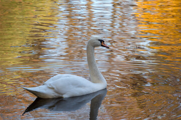 swan in autumn water
